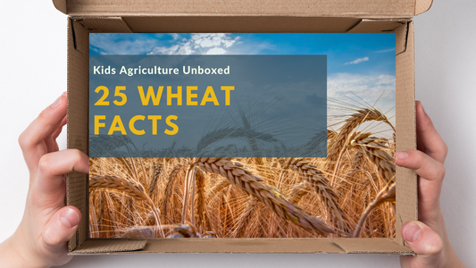 25 Wheat Facts You Should Know