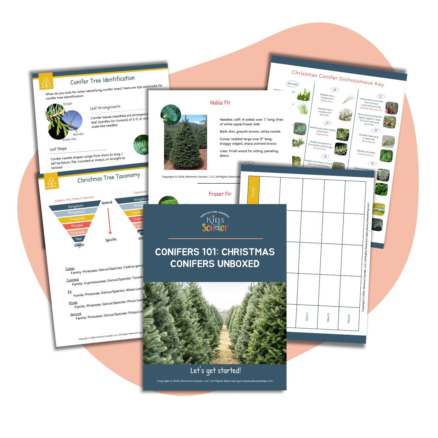 Conifers 101: Christmas Conifers Unboxed (Printable PDF)