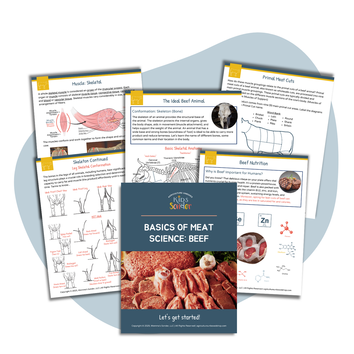 Basics of Meat Science: Beef (Printable PDF)