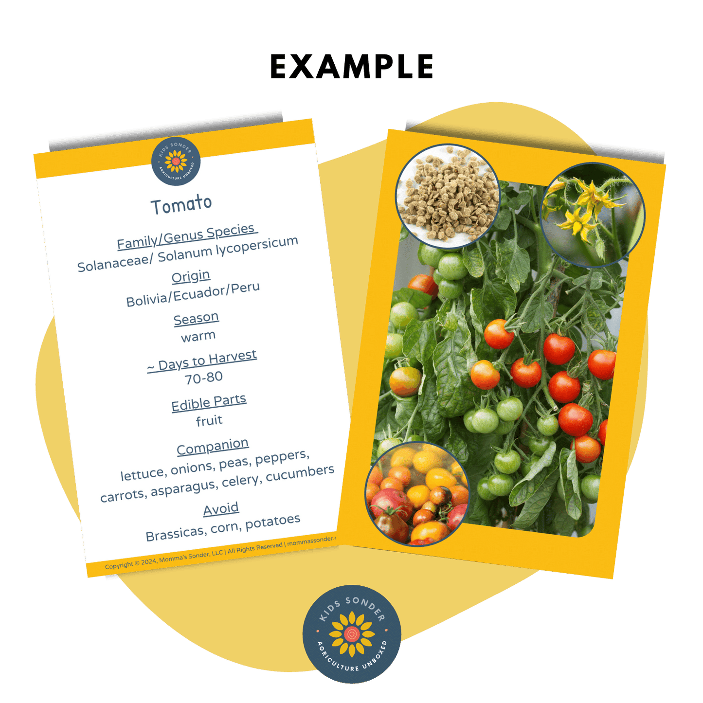 Garden Plant identification Flashcards Tomato