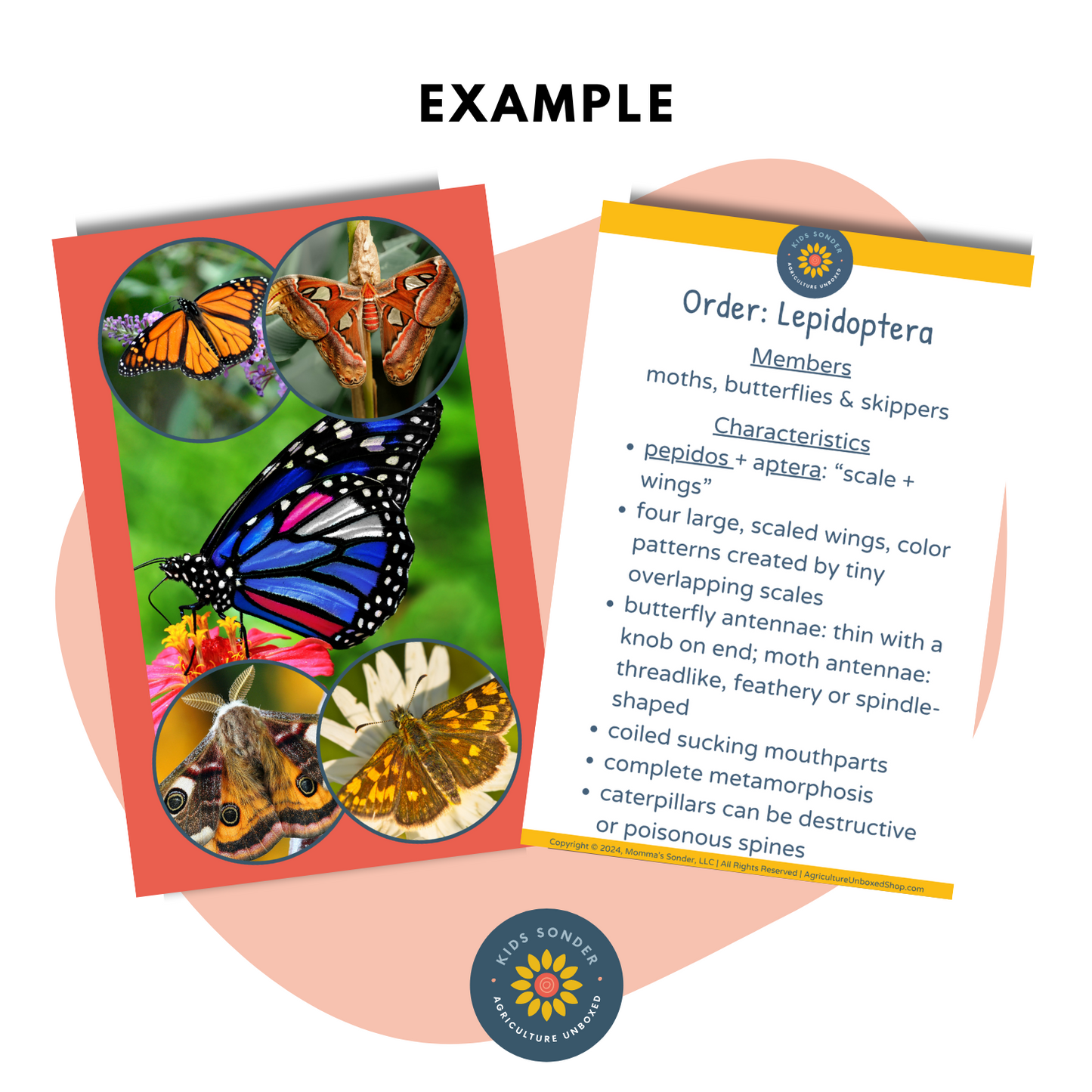 insect and arachnid identification flashcards Lepidoptera