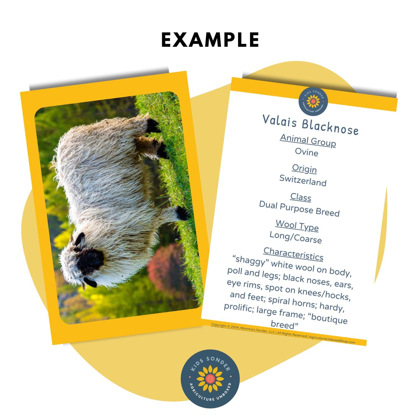 sheep breed identification flashcards  valais blacknose