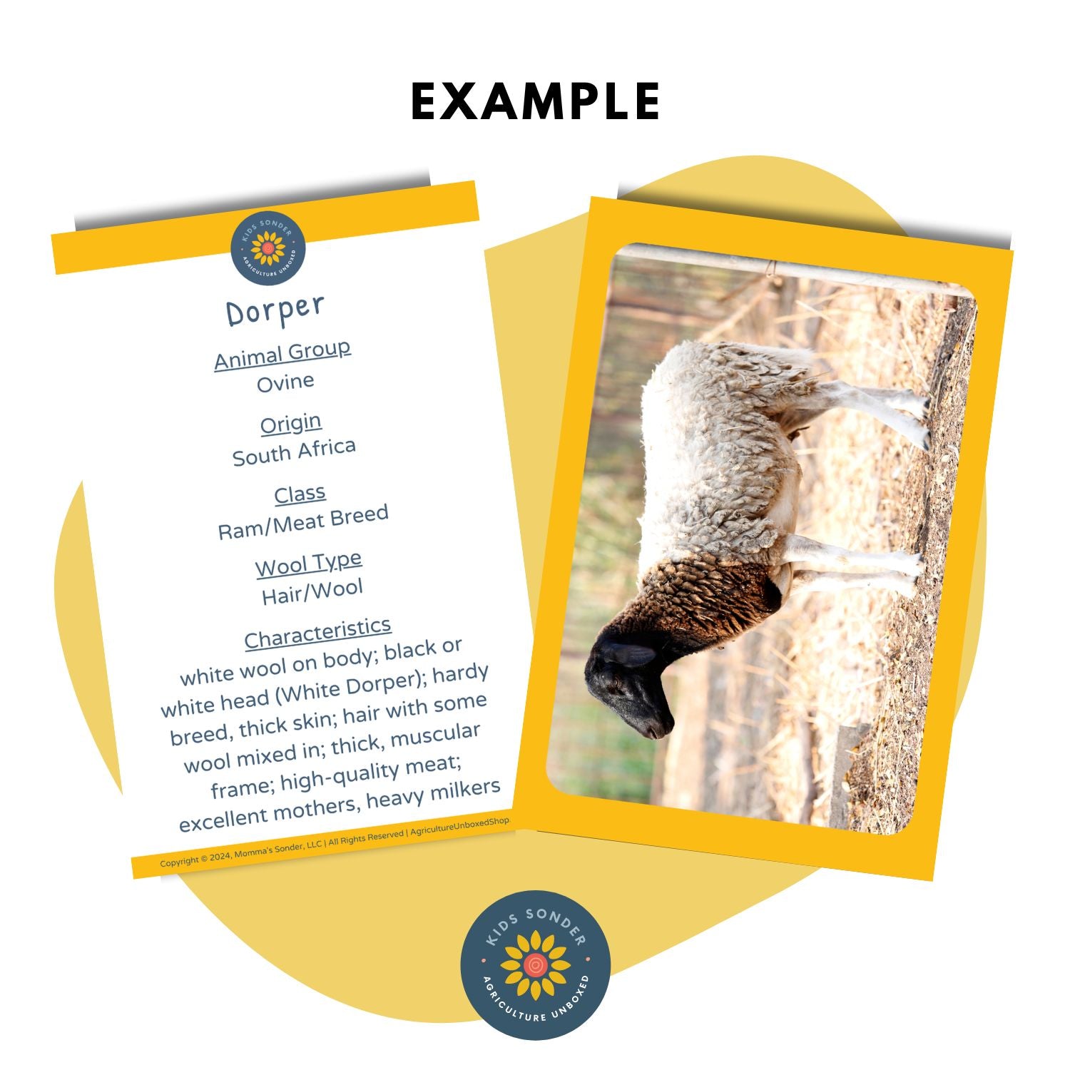 sheep breed identification flashcards  Dorper