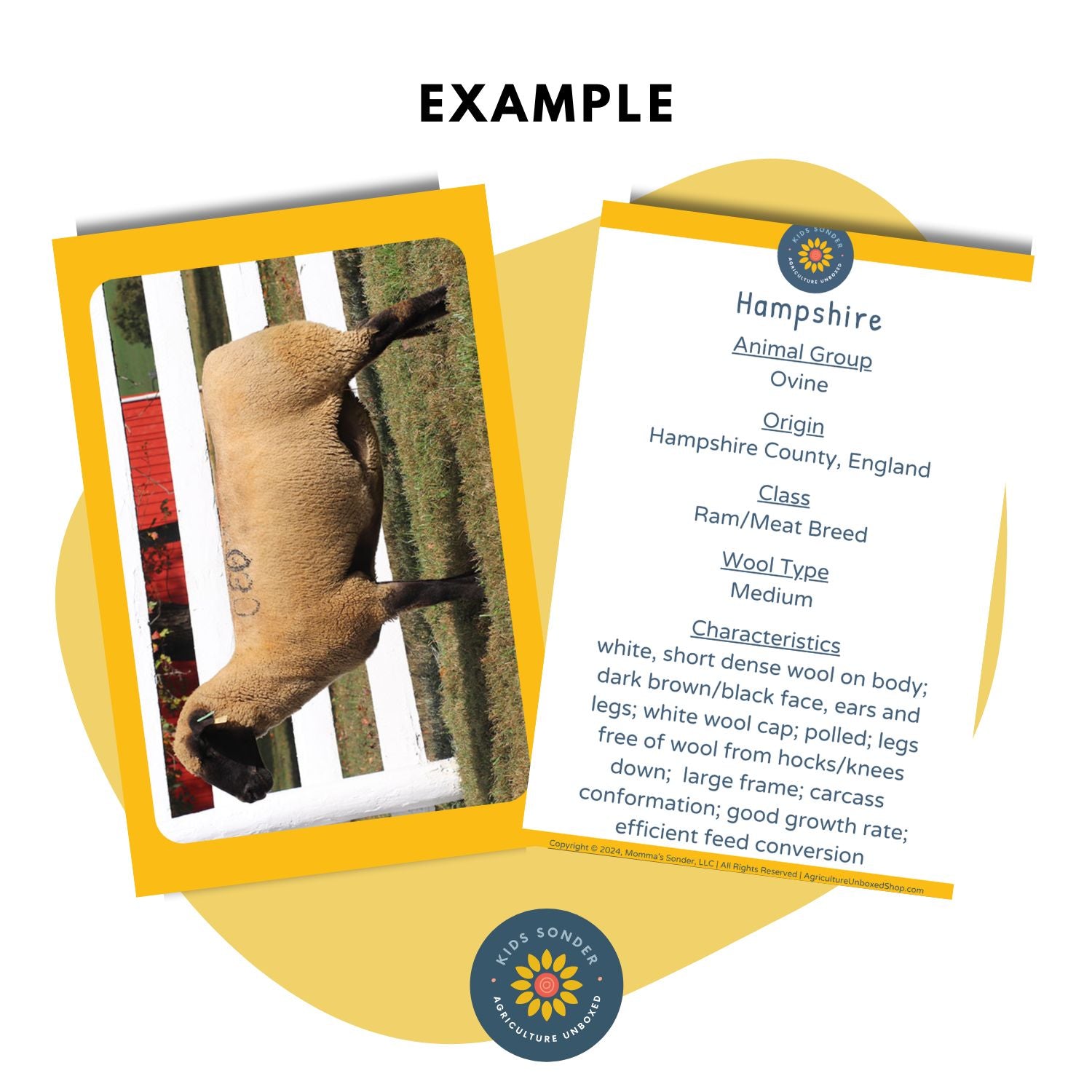 sheep breed identification flashcards  hampshire