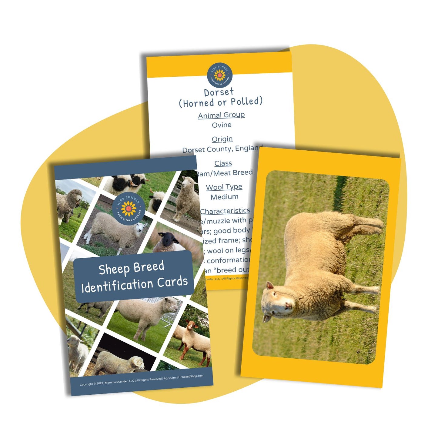 sheep breed identification flashcards dorset