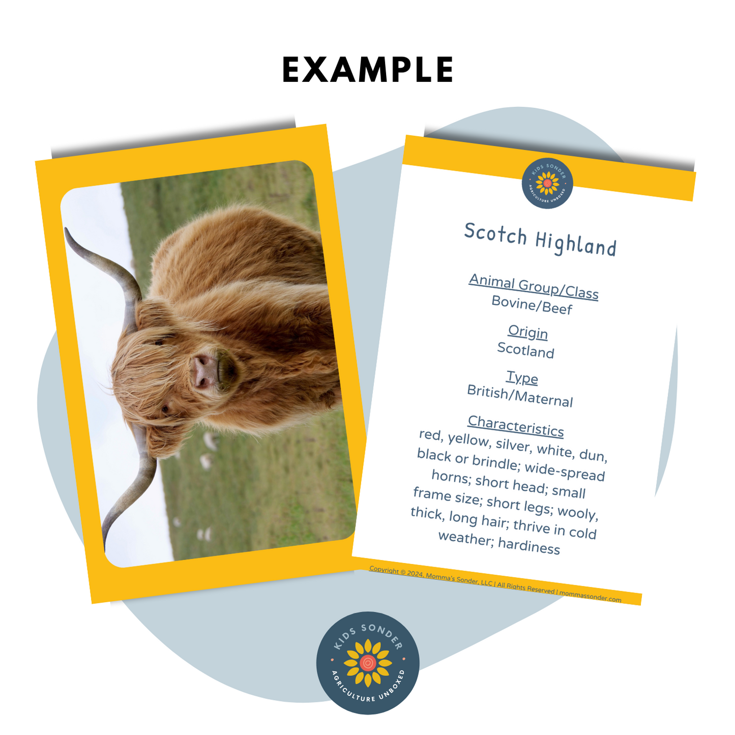 dairy and beef cattle breed flashcards highland cow