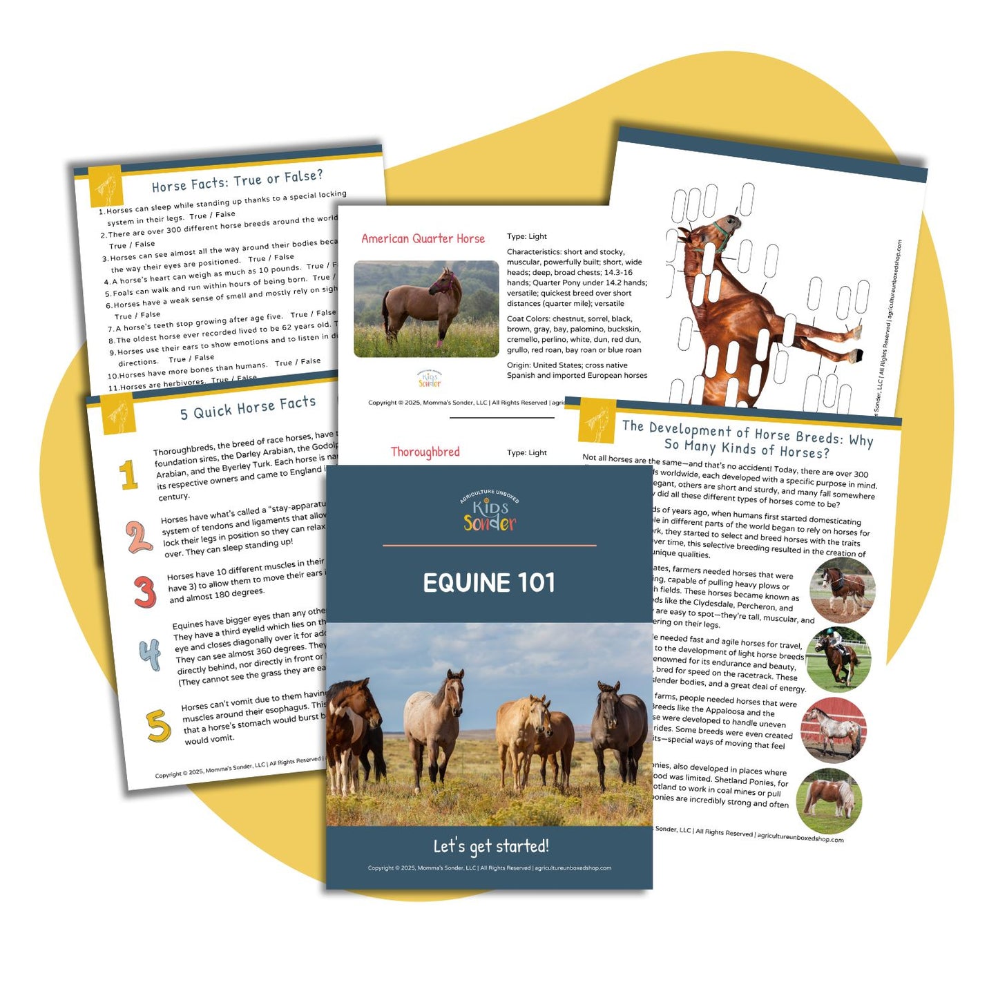 Equine 101 (Introduction) (Printable PDF)