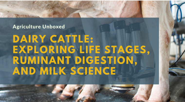 Course: Cattle (Dairy): Exploring Life Stages, Ruminant Digestion, and Milk Science