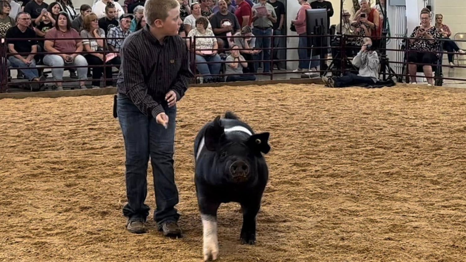boy with hampshire hog at pig fair show