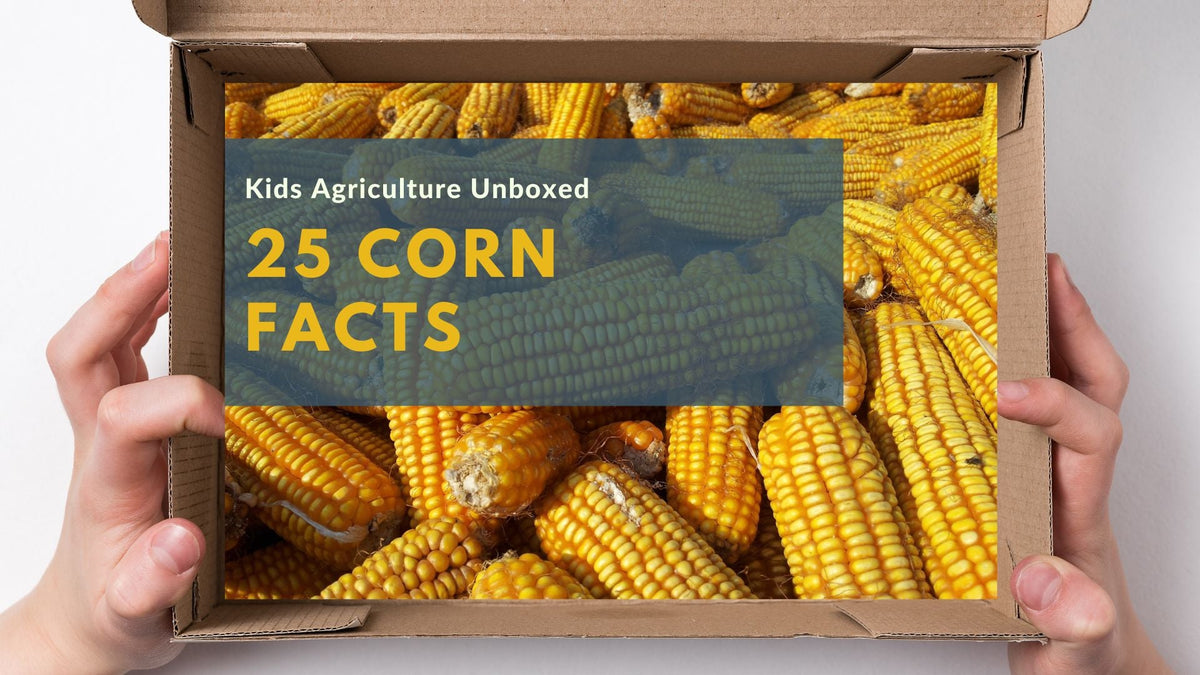 Corn Vats 25 Corn Facts and U.S. Corn Industry Insights – Agriculture Unboxed ...