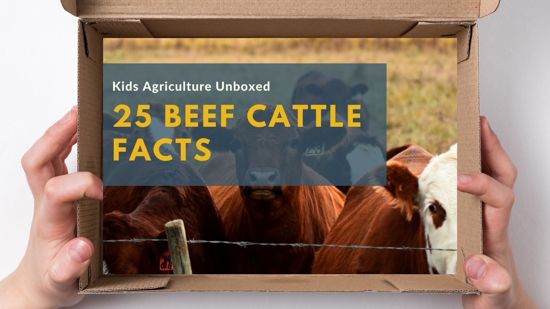 25 Beef Cattle Facts and U.S. Beef Industry Facts – Agriculture Unboxed ...