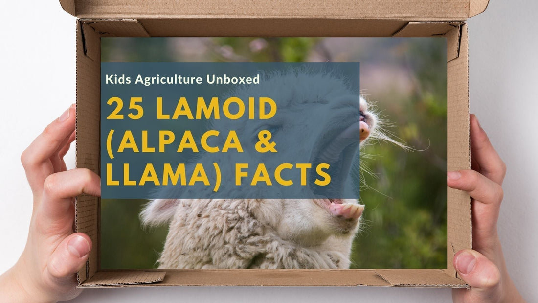 25 Fun and Fascinating Llamoid Facts You Need to Know