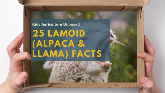 25 Fun and Fascinating Llamoid Facts You Need to Know