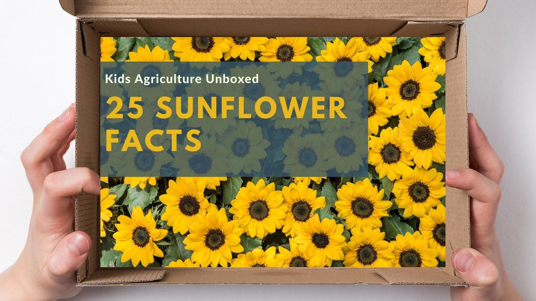 25 Fun and Fascinating Sunflower Facts You Need to Know