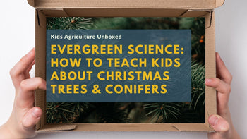 Evergreen Science: How to Teach Kids About Christmas Trees & Conifers ...