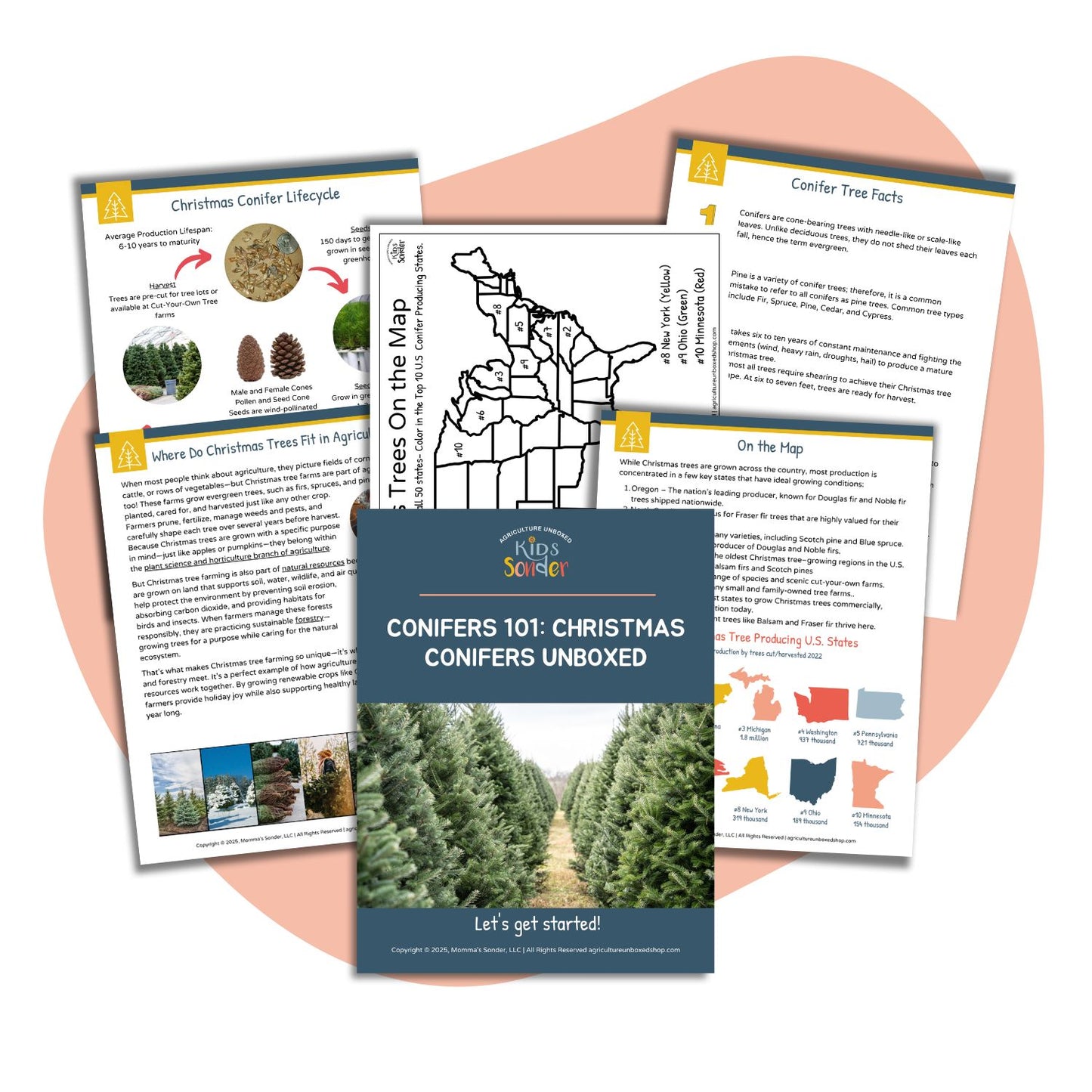 Conifers 101: Christmas Conifers Unboxed (Printable PDF)