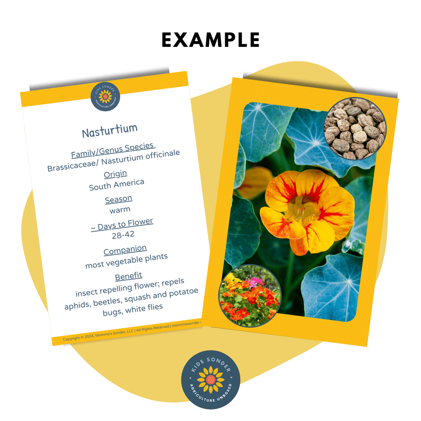 Garden Plant identification Flashcards  Nastrurtium
