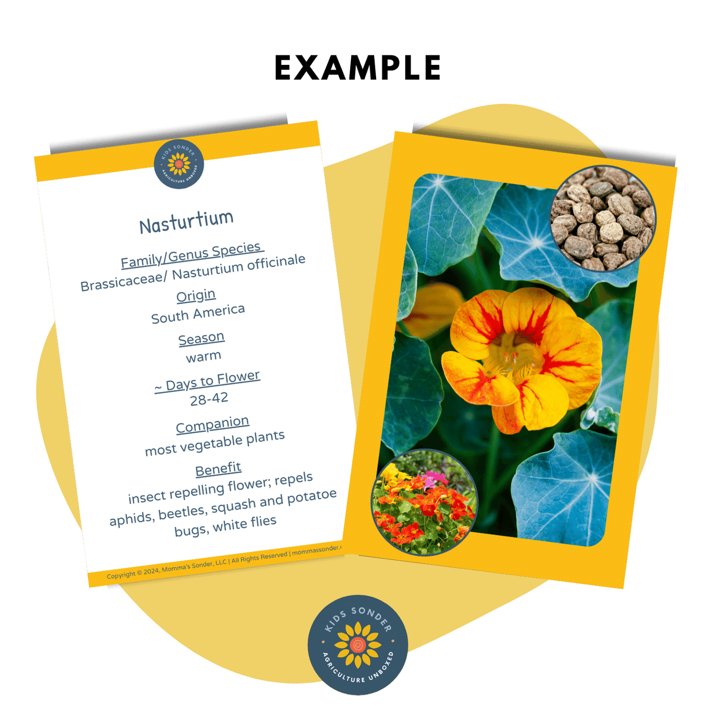 Plant Science: Garden Variety Vegetable & Herb Flashcards