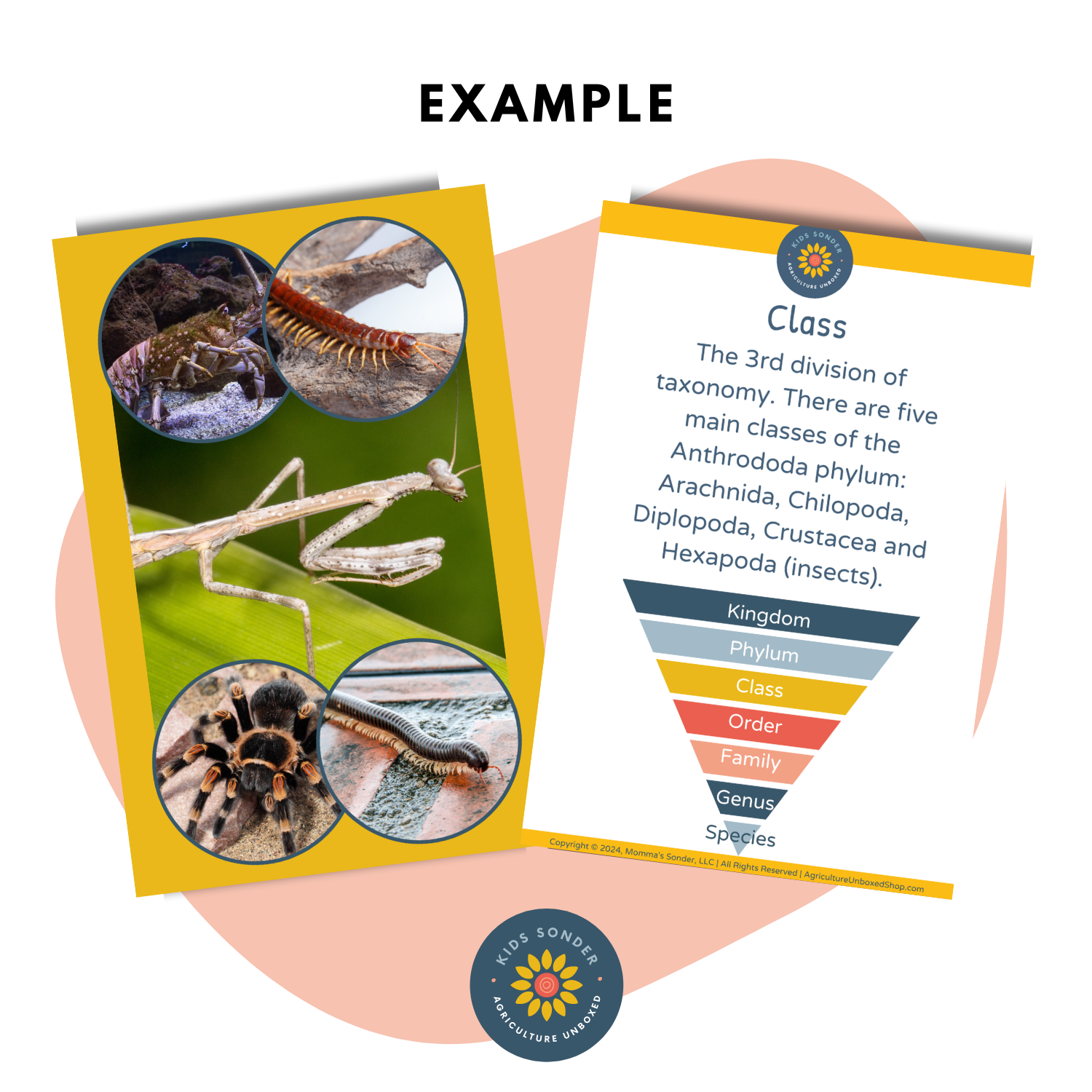 insect and arachnid identification flashcard taxonomy