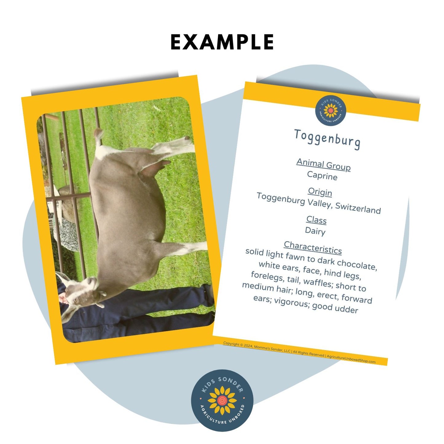 goat breed identification flashcards Toggenburg