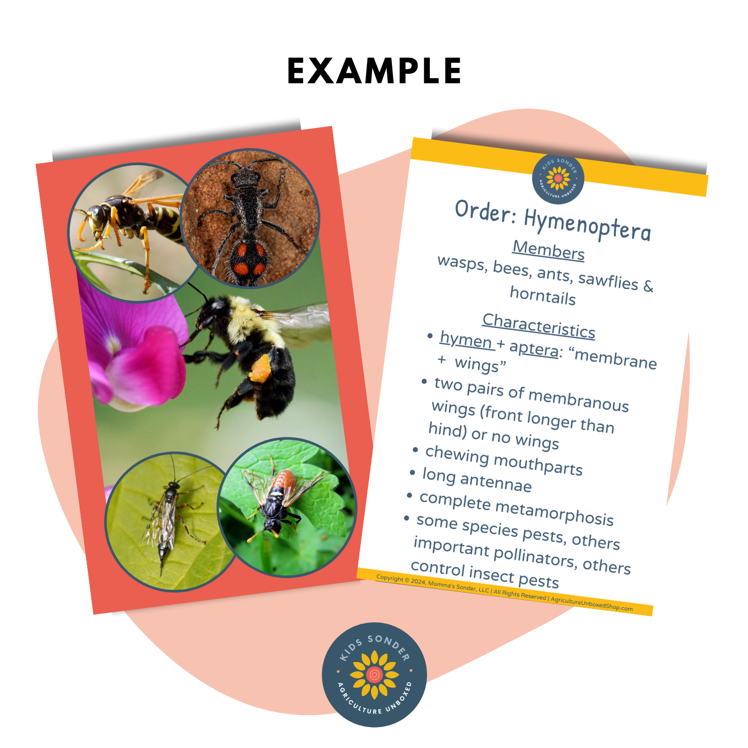 insect and arachnid identification flashcards Hymenoptera