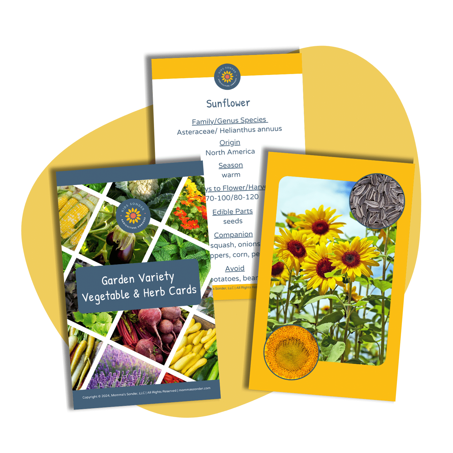 Garden Plant identification Flashcards Sunflower