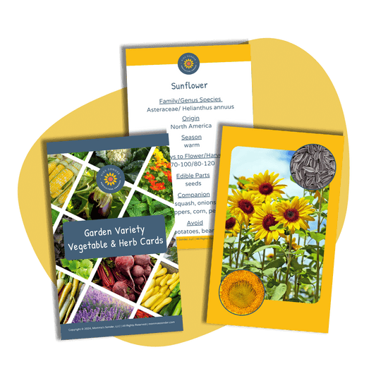 Garden Plant identification Flashcards Sunflower