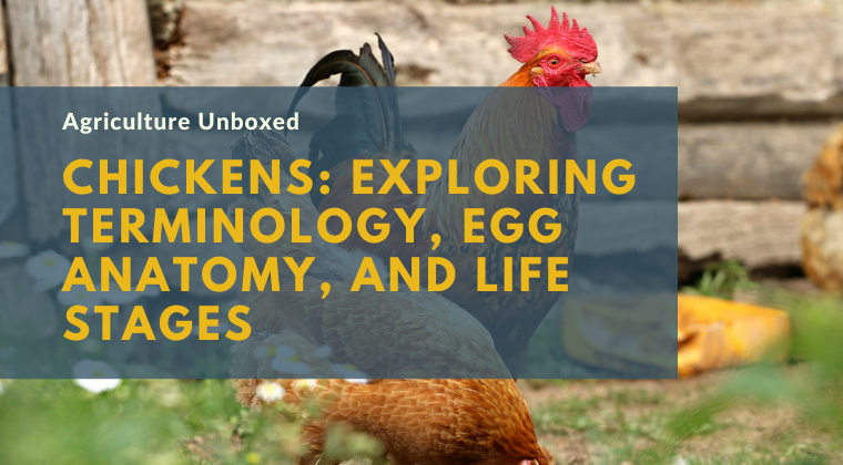 Course: Chickens: Exploring Terminology, Egg Anatomy, and Life Stages