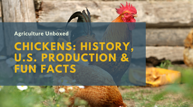 Course: Chickens: History, U.S. Production & Fun Facts