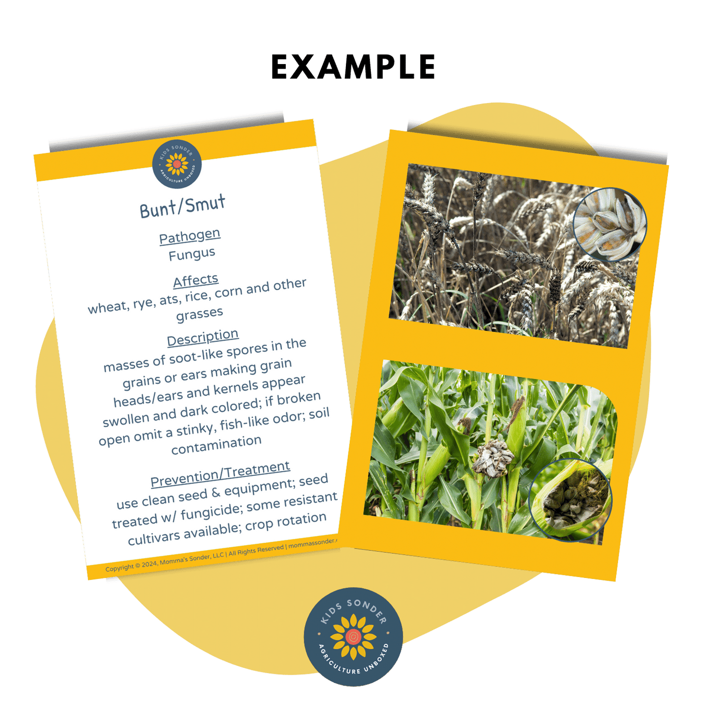 plant pathology identification flashcards smut