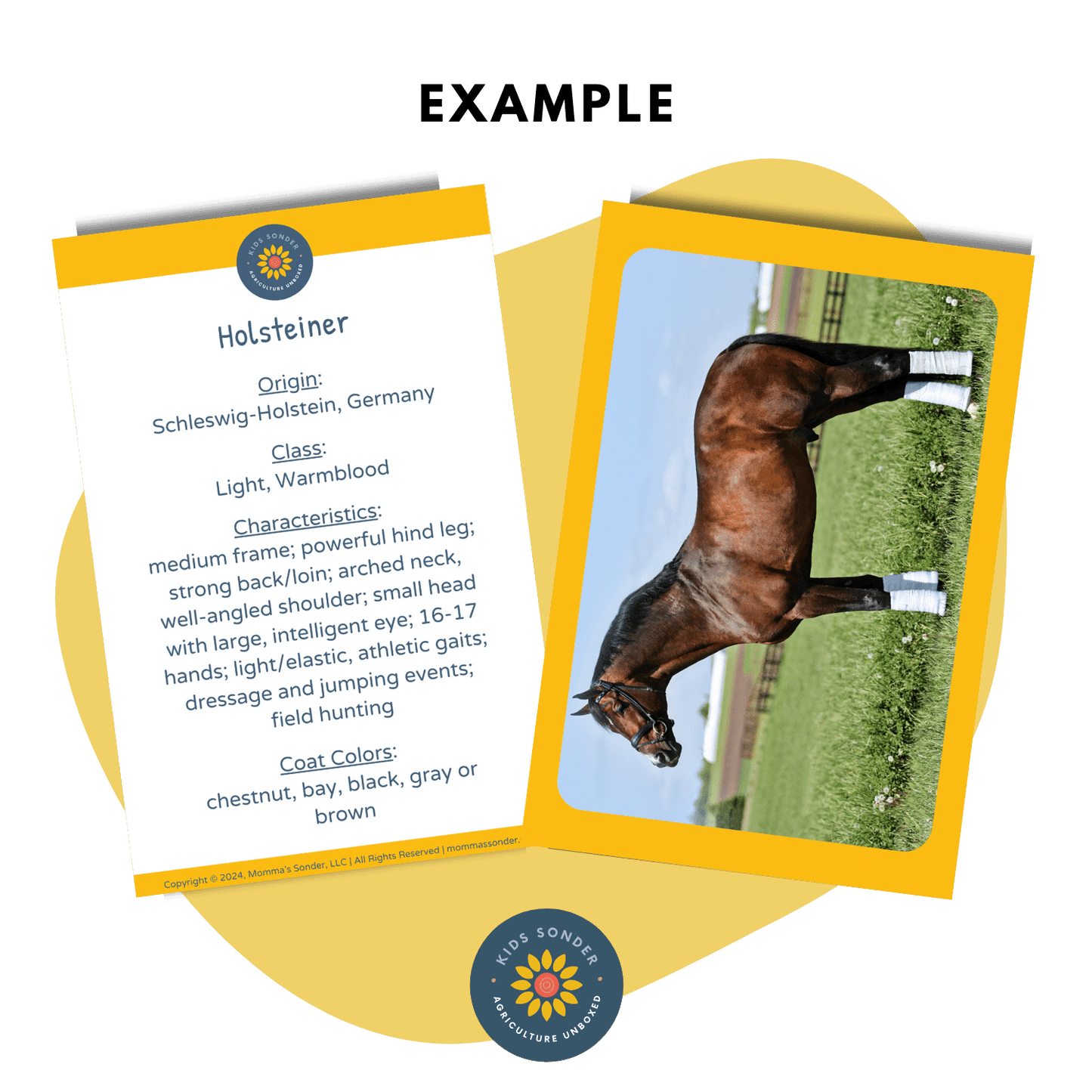 equine horse breed identification flashcards Holsteiner