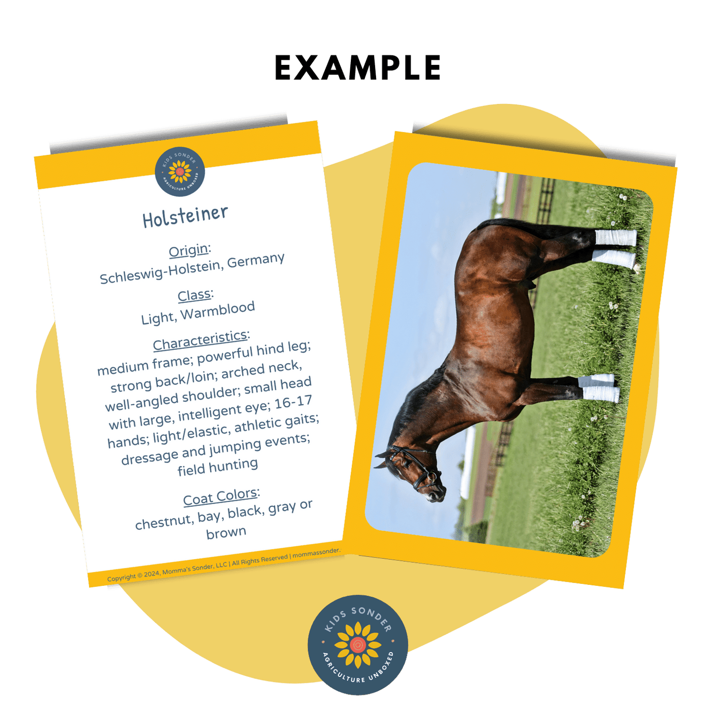 Equine Breed Identification Flashcards Set