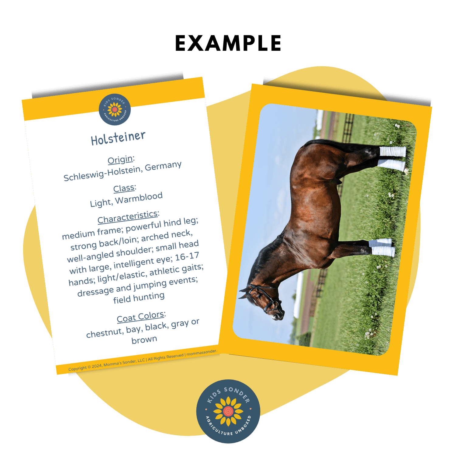 equine horse breed identification flashcards Holsteiner