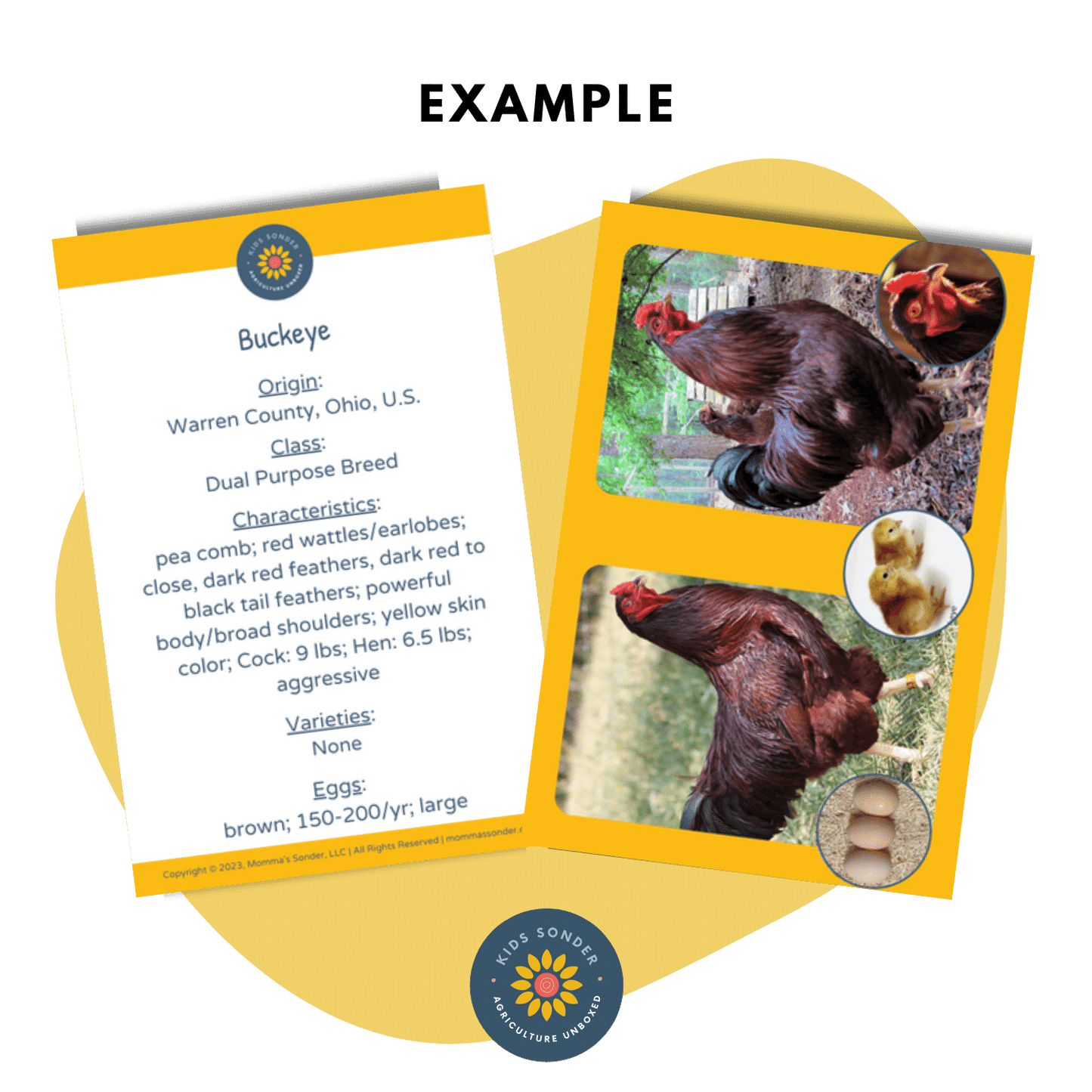 turkey chicken poultry breed identification flashcards Buckeye