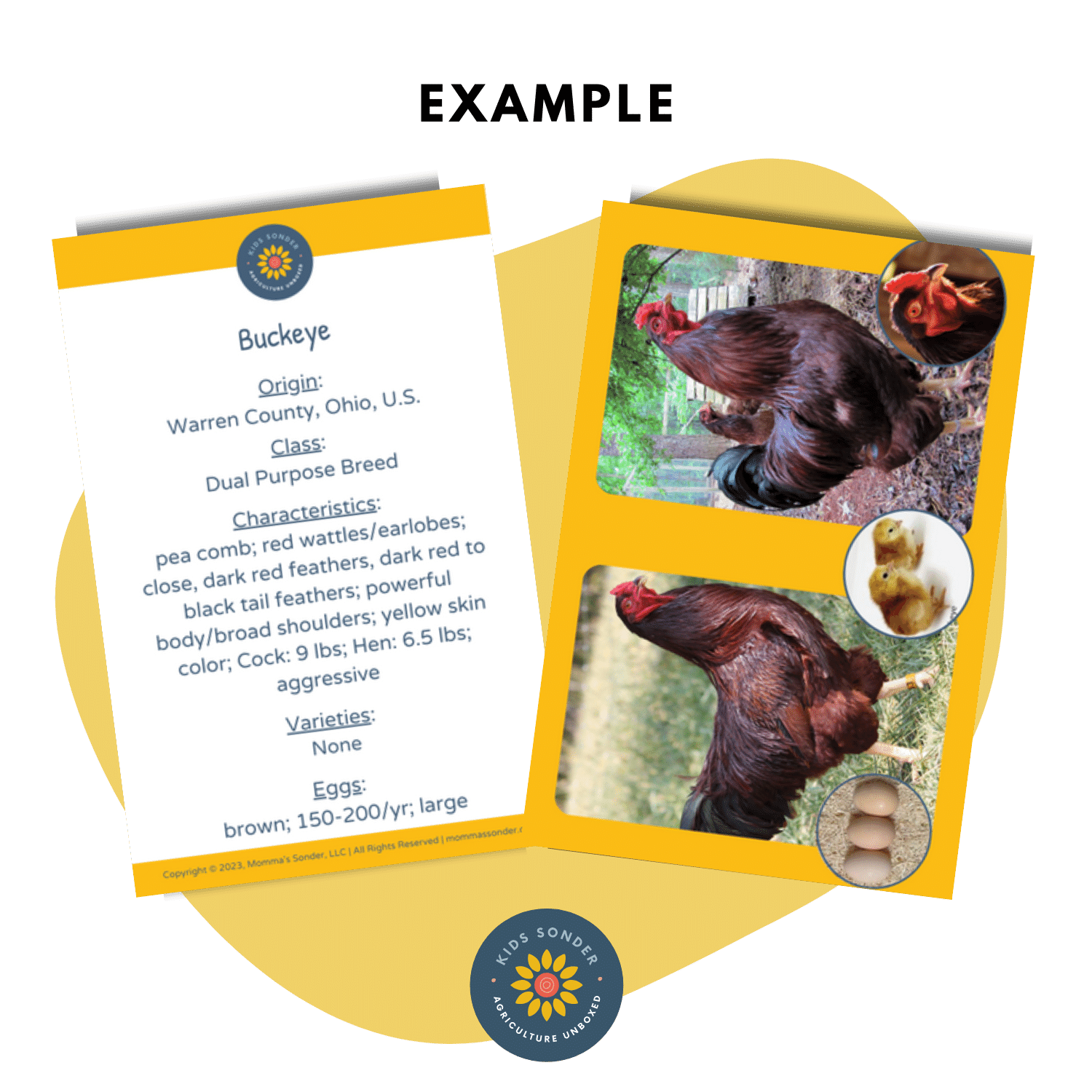 turkey chicken poultry breed identification flashcards Buckeye