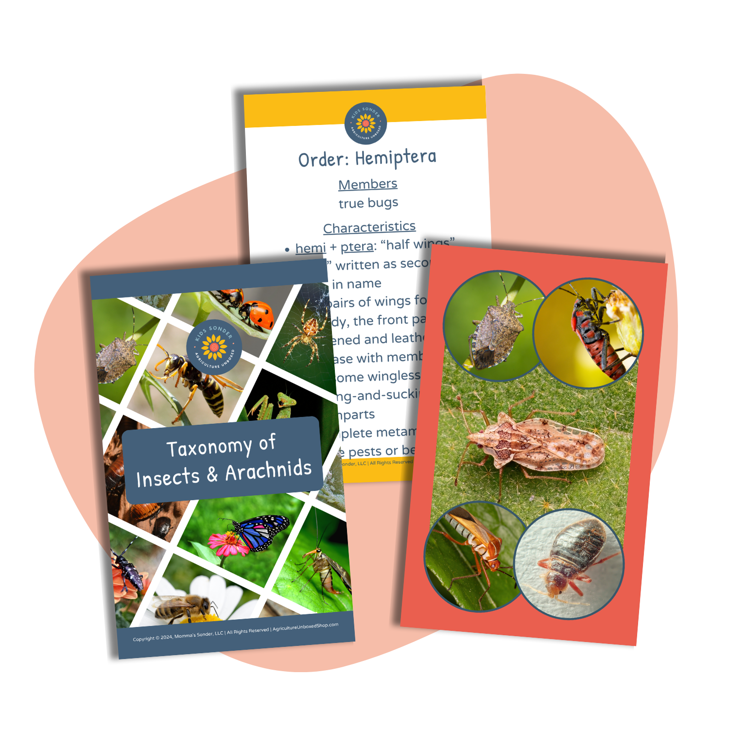 Flashcards: Entomology: Taxonomy and Identification of Insects and Ara ...