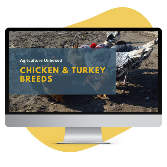 Course: Chicken & Turkey External Anatomy & Breeds