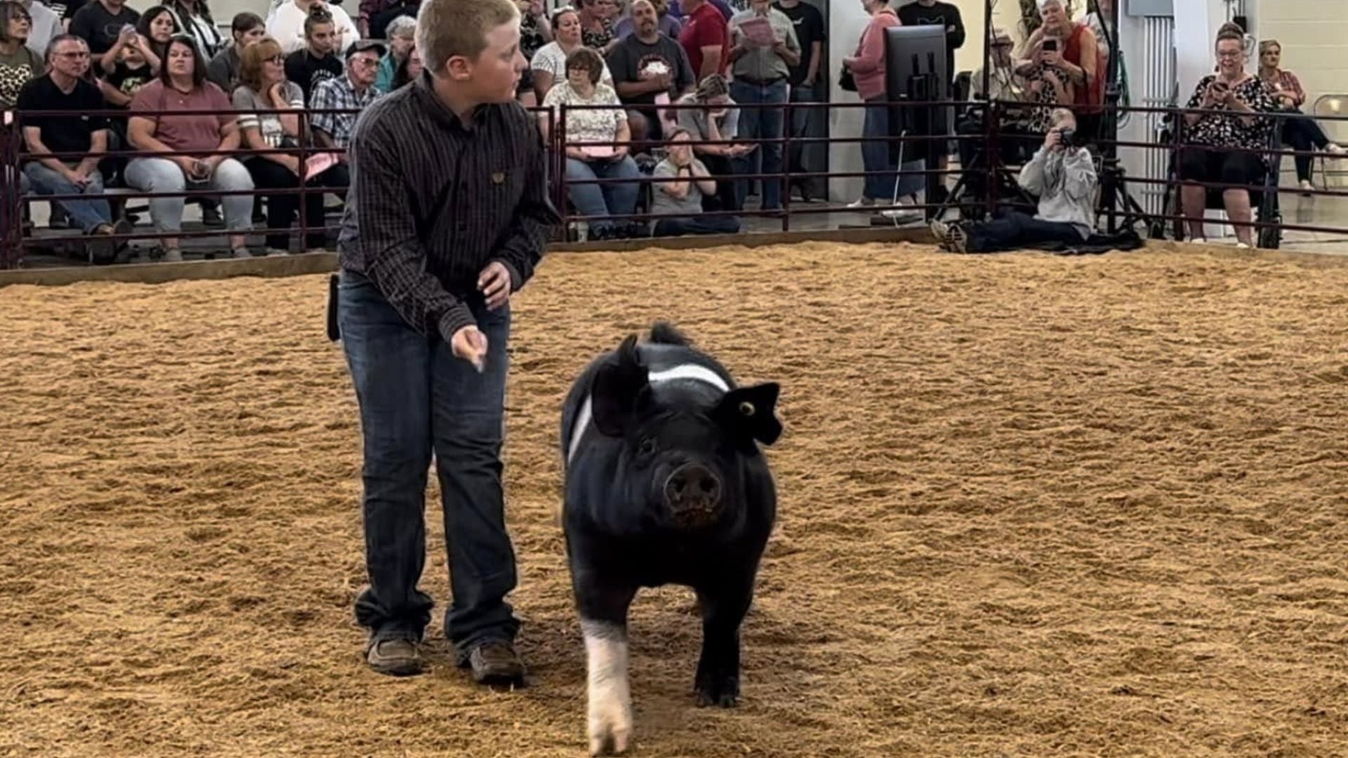 boy with hampshire hog at pig fair show
