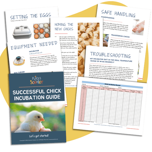 chick incubation embryology beginner guide